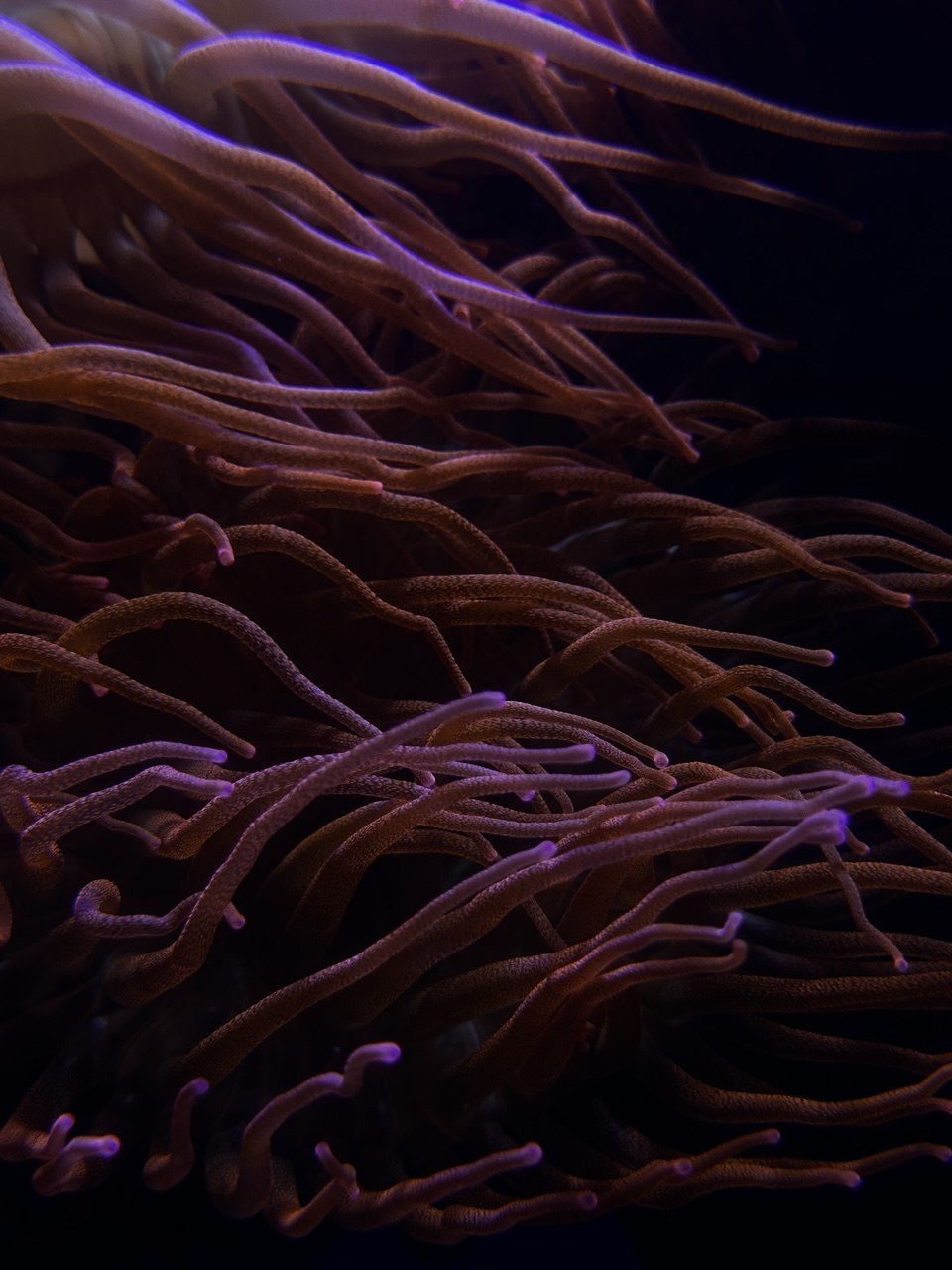 Anemone