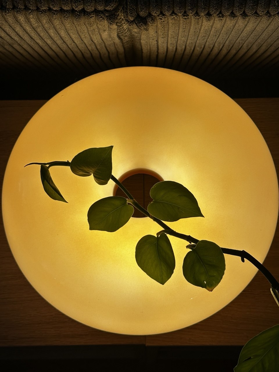 Lamp and Leaves